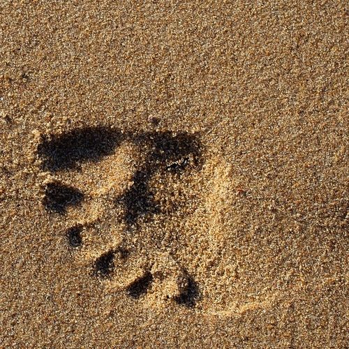 A footprint in the sand