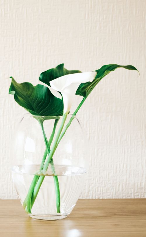 A green plant with a white flower in a glass vase